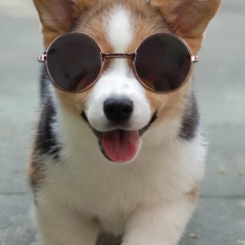 Gafas de Sol para Gatos y Perros Pequeños