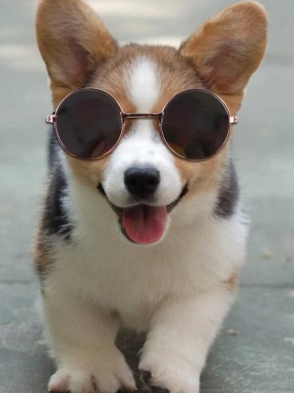 Gafas de Sol para Gatos y Perros Pequeños