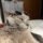 Gafas de Sol para Gatos y Perros Pequeños