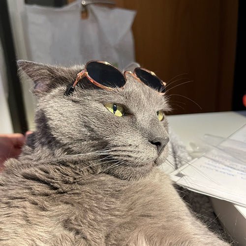 Gafas de Sol para Gatos y Perros Pequeños